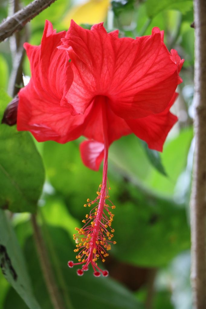 Hibiscus 6