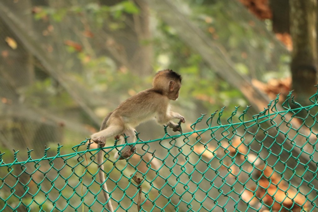 Mini singe