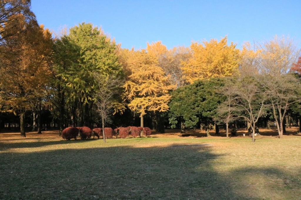 Yogogi Parc
