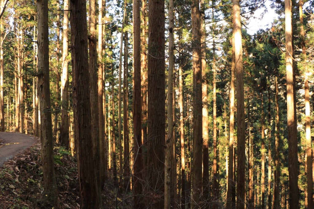 Promenade en forêt