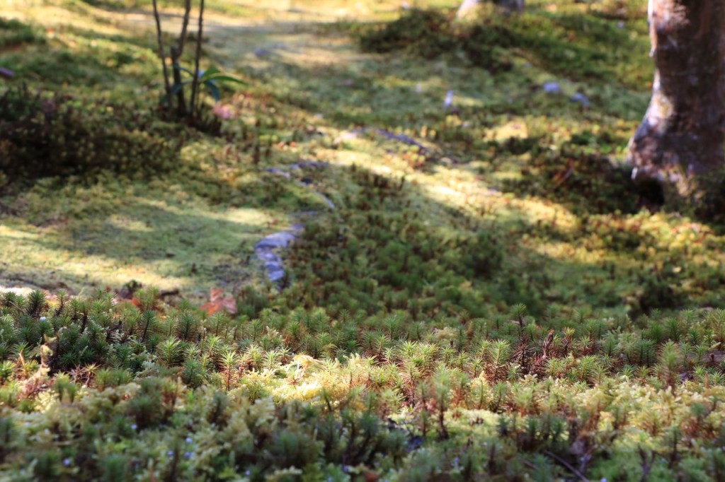 Mini forêt