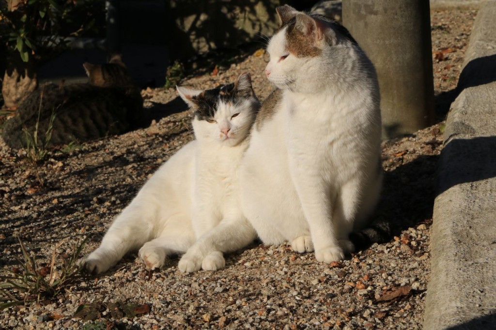 Les chats philosophes !