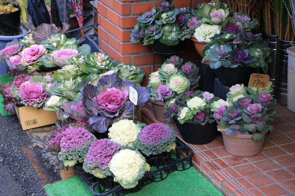 Des choux fleurs !