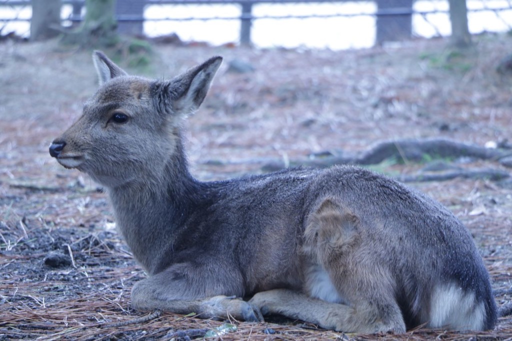 Bambi !