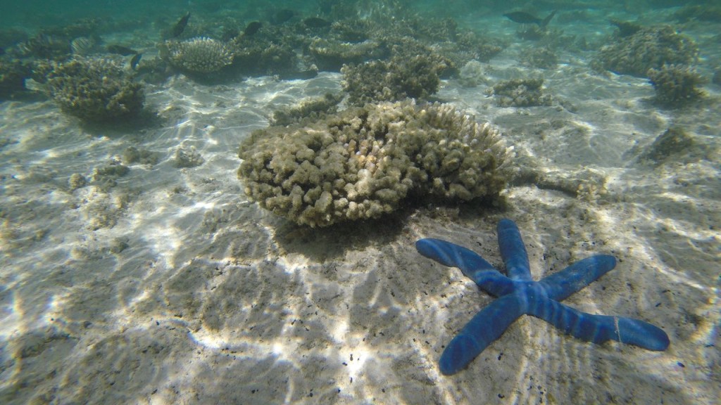 Snorkeling