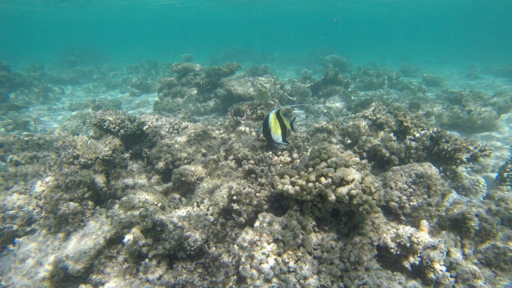 Snorkeling