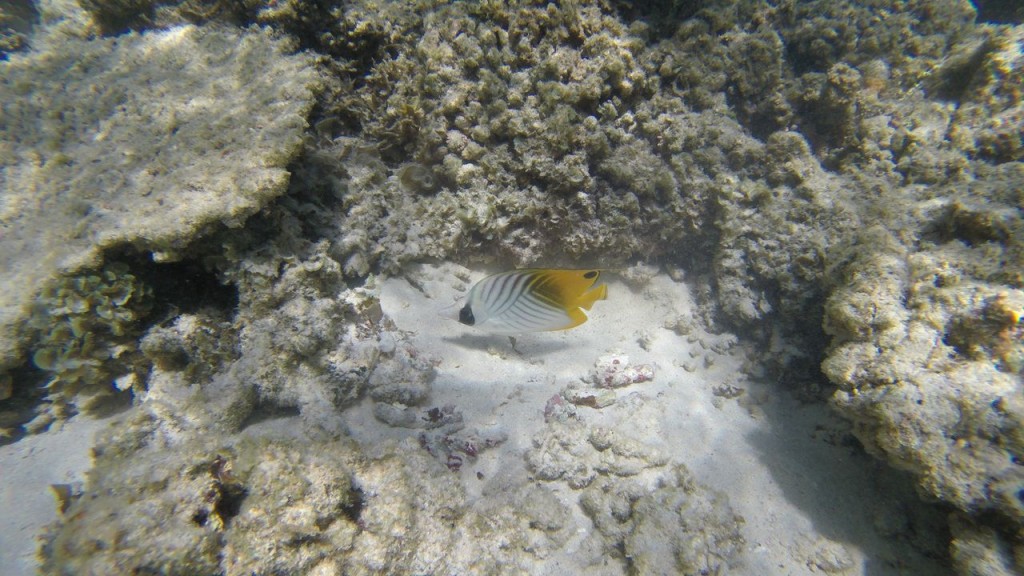 Snorkeling