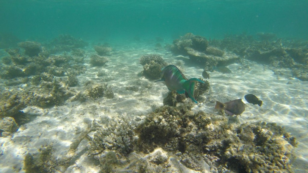 Snorkeling