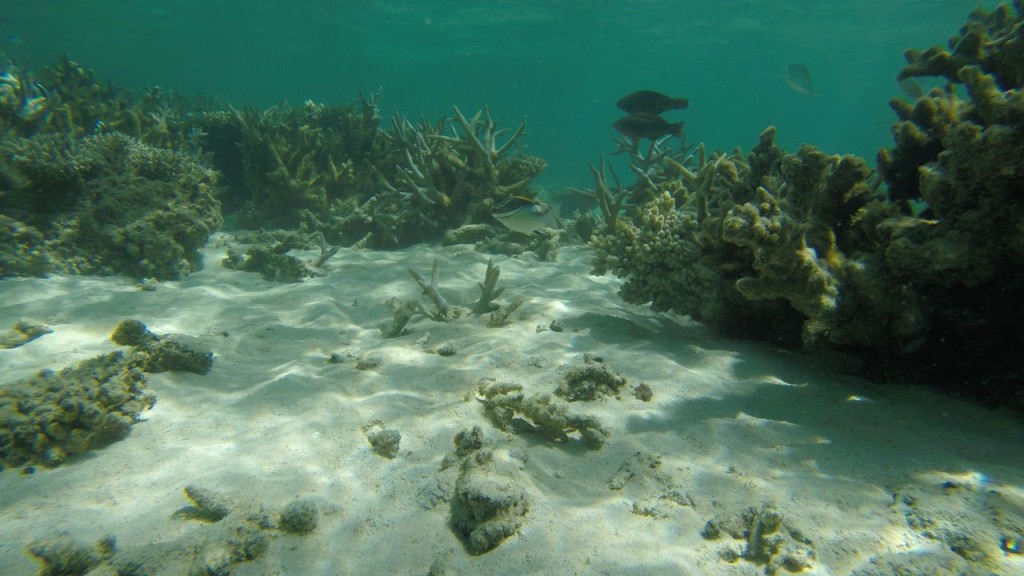 Snorkeling