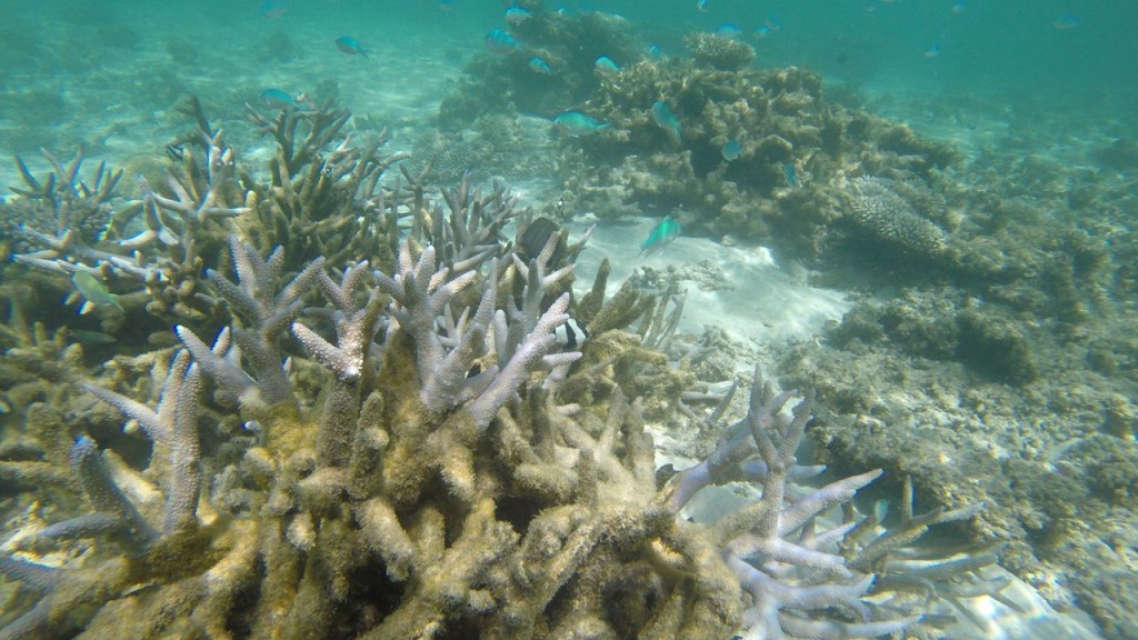 Snorkeling