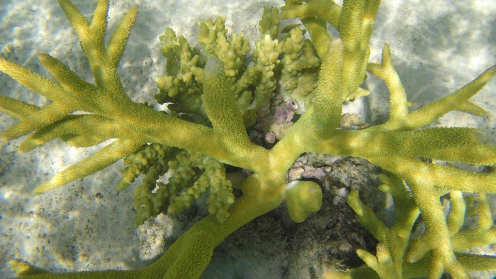 Snorkeling