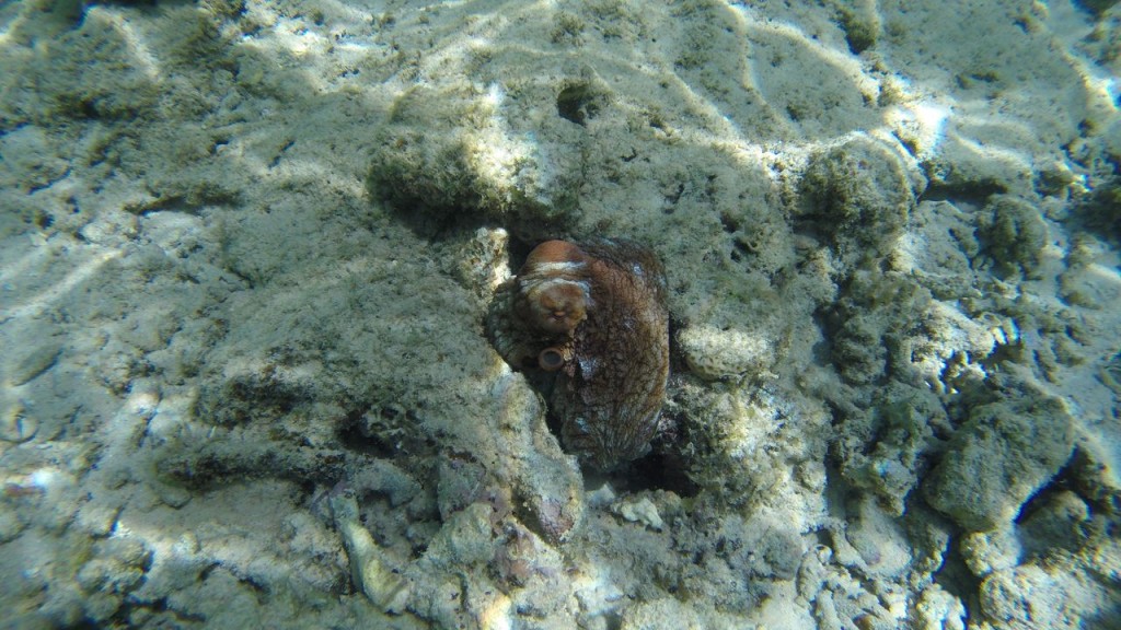 Snorkeling