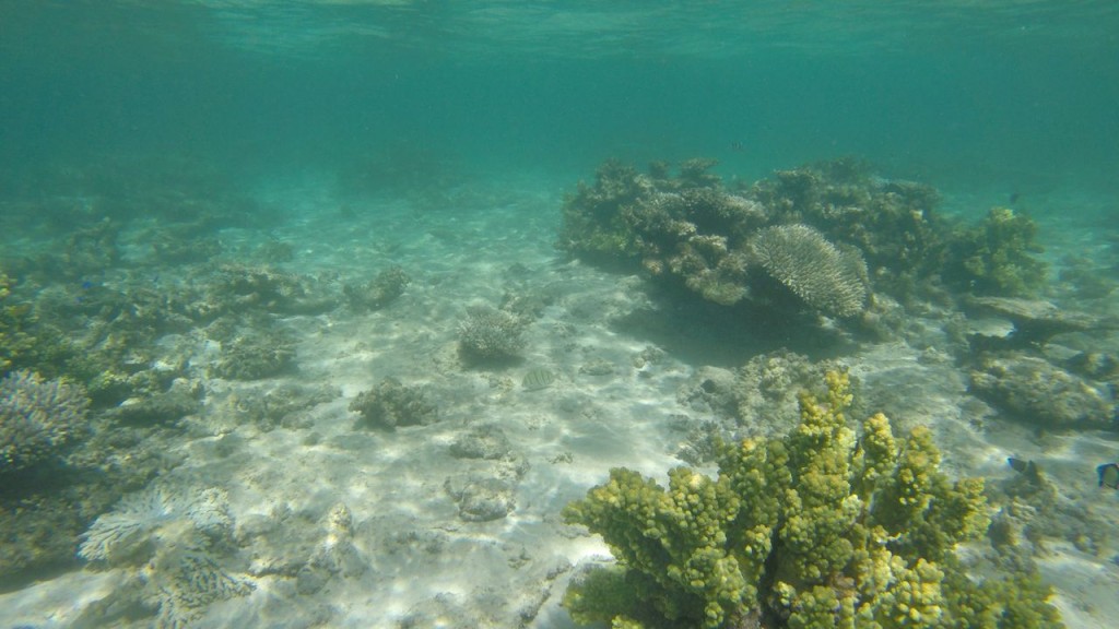 Snorkeling