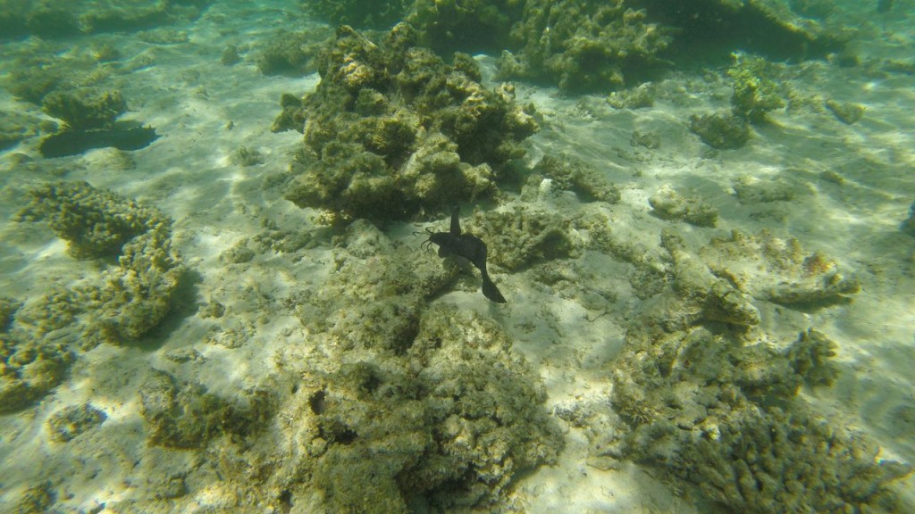 Snorkeling