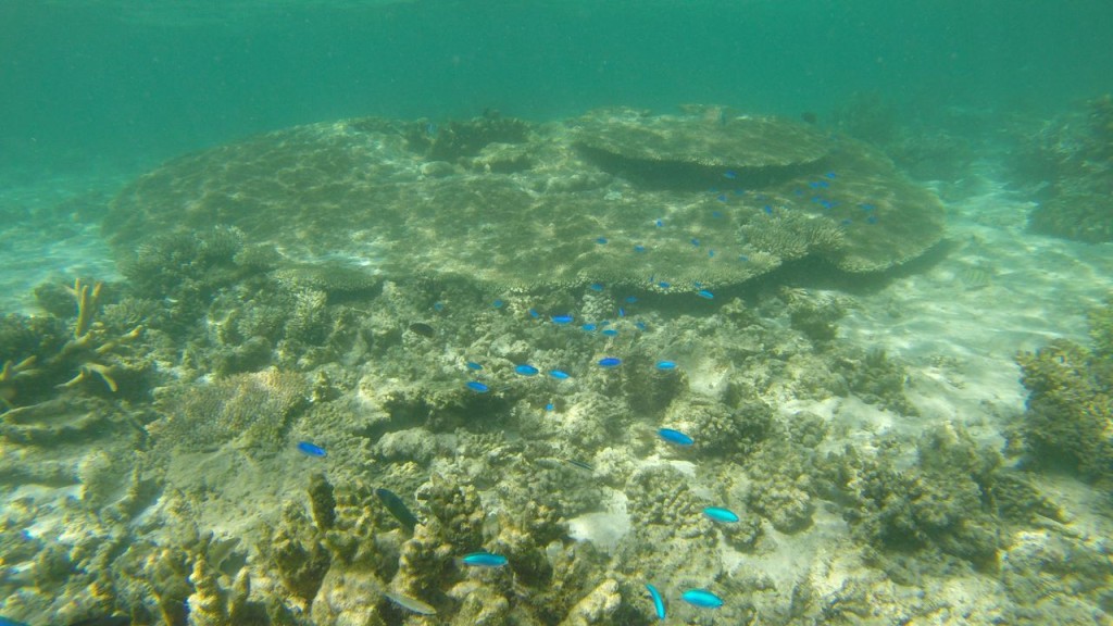 Snorkeling