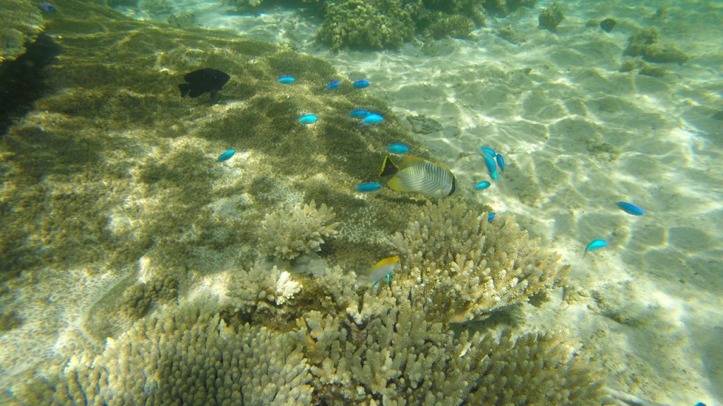 Snorkeling