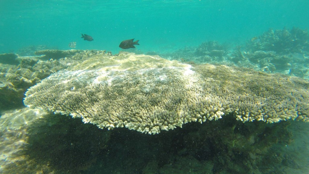 Snorkeling