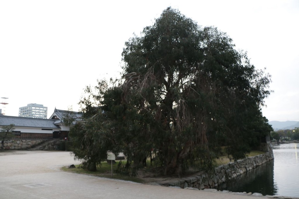 Le seul arbre qui a survécu