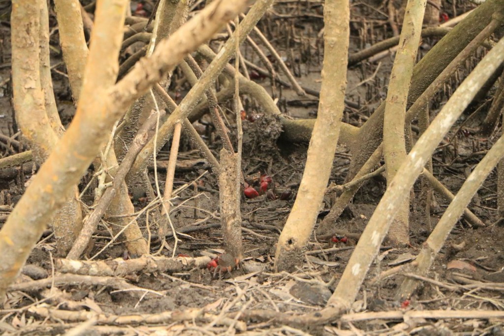 Les crabes rouges