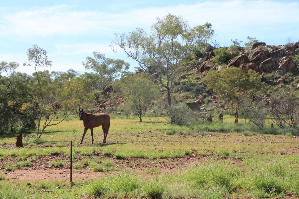 Un joli cheval au milieu des termitières