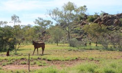 Un joli cheval au milieu des termitières