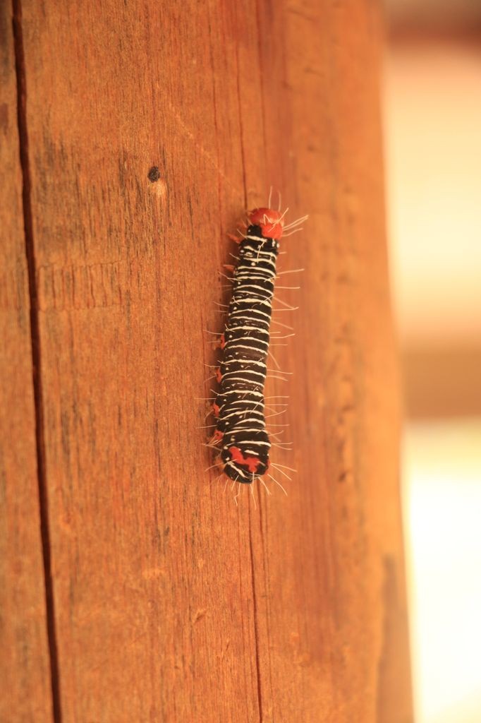 Une chenille