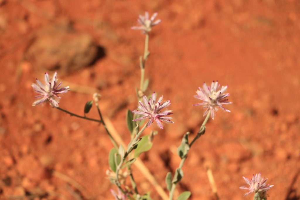 Rares fleurs du désert