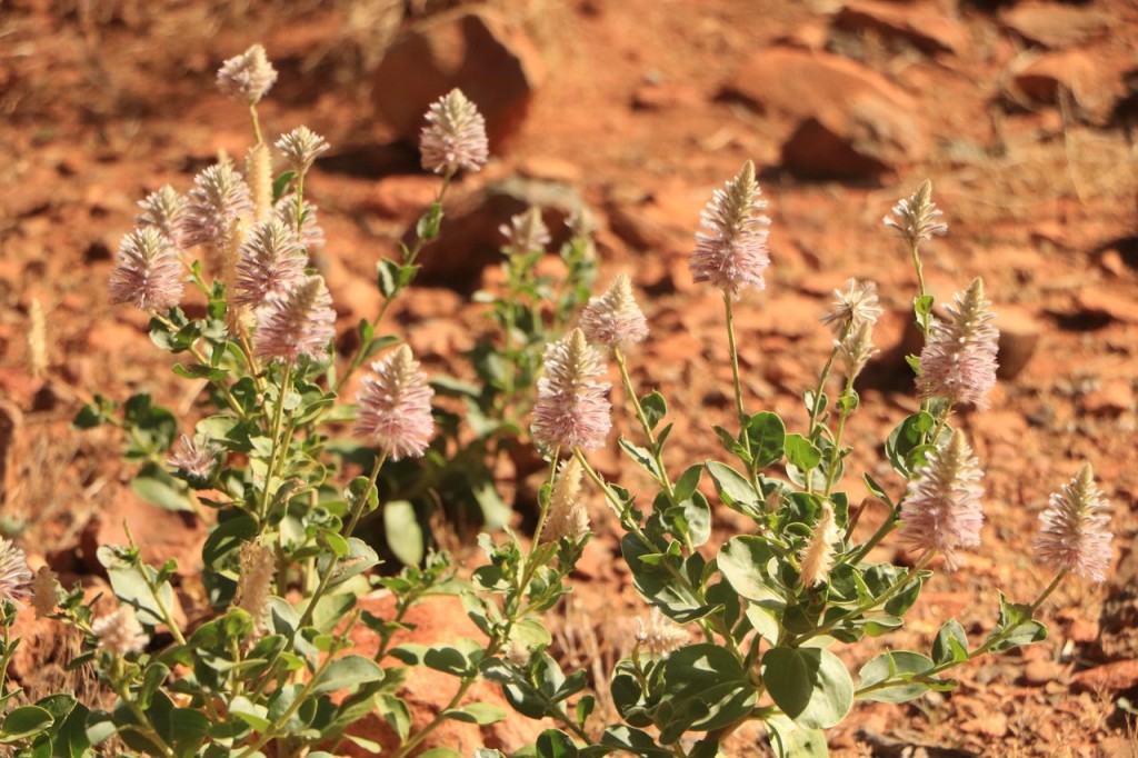 Rares fleurs du désert 2