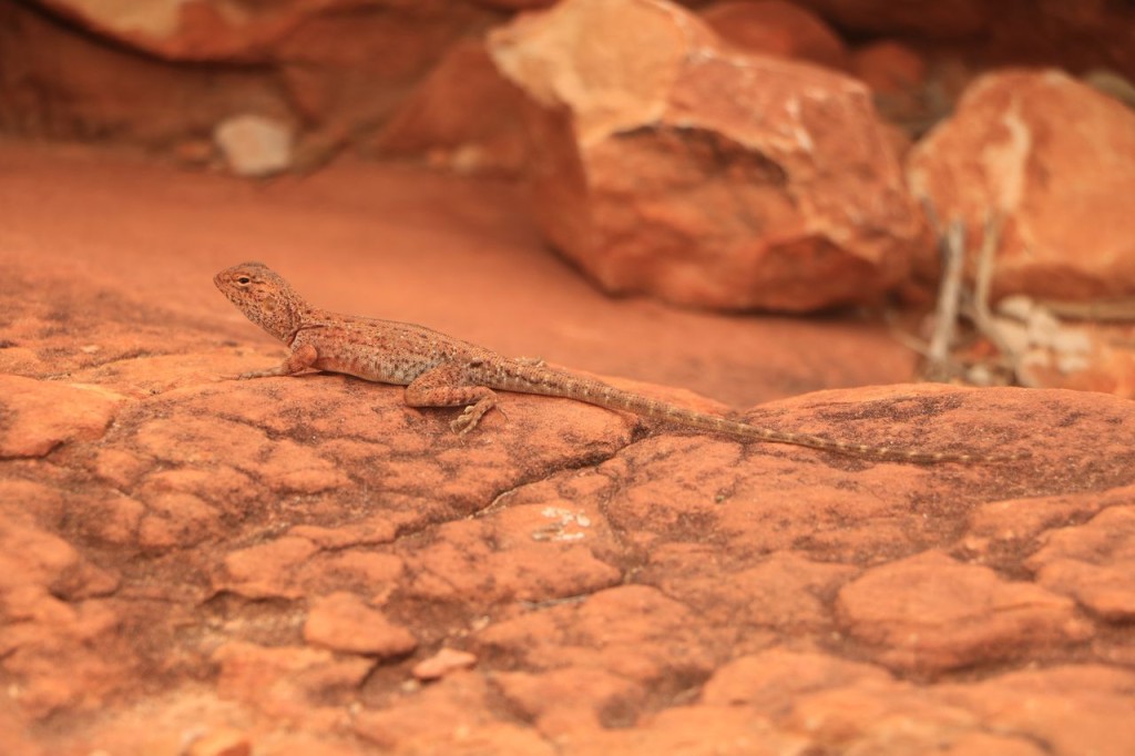 Kings Canyon