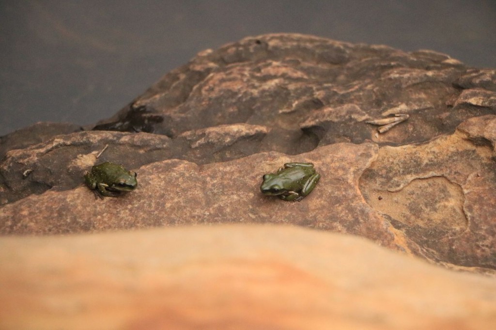 Kings Canyon