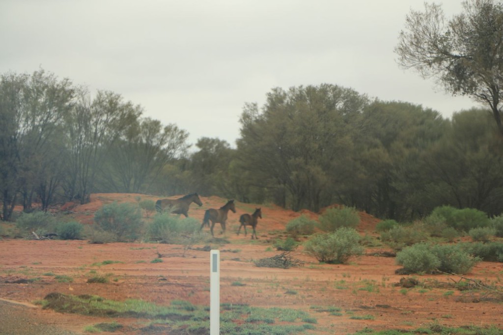 Chevaux sauvages