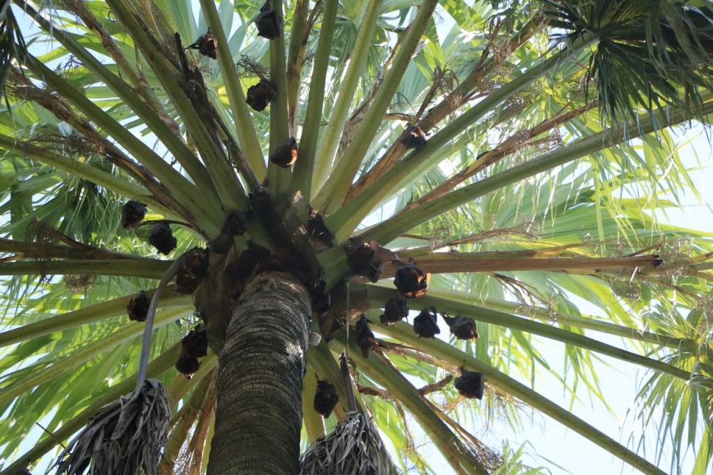"Grappes" de chauve-souris