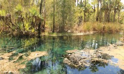 Bitter Springs