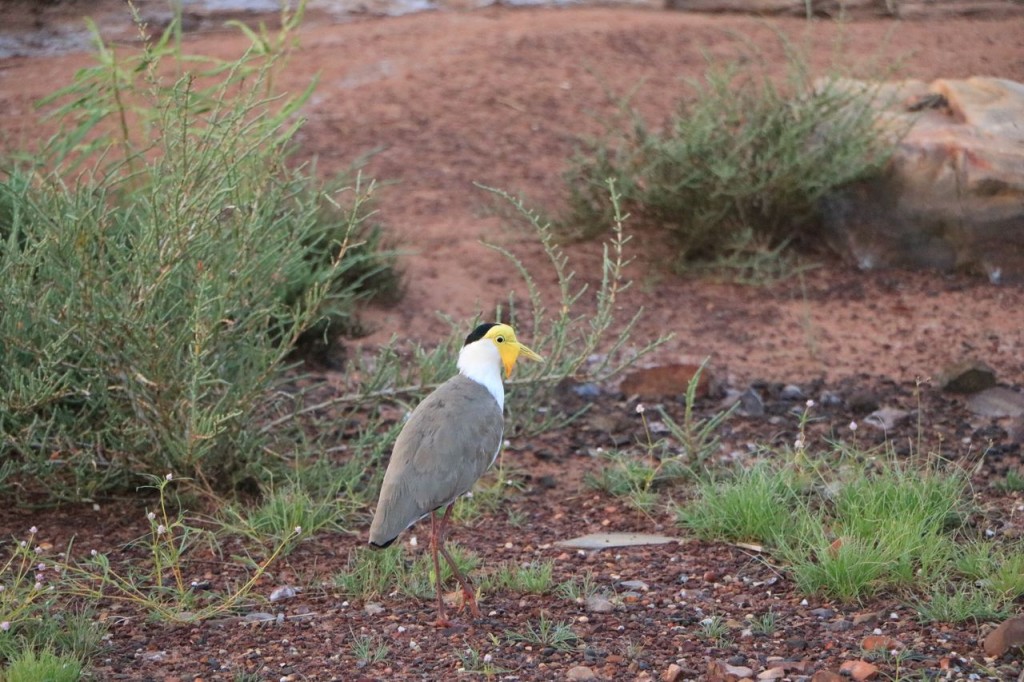 Un habitant de Wyndham