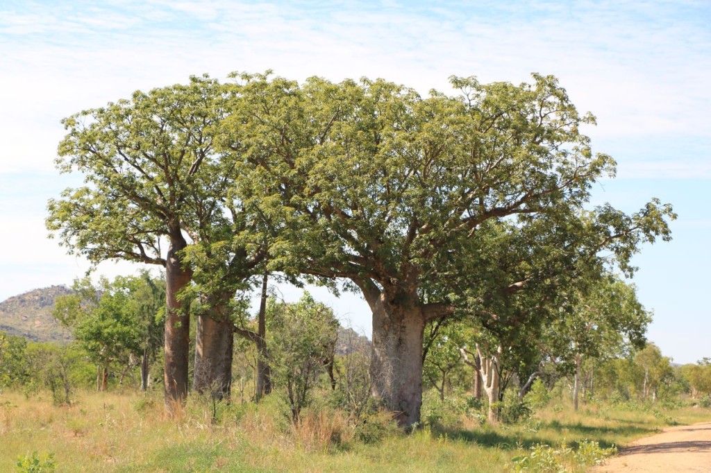 Plein de Baobab