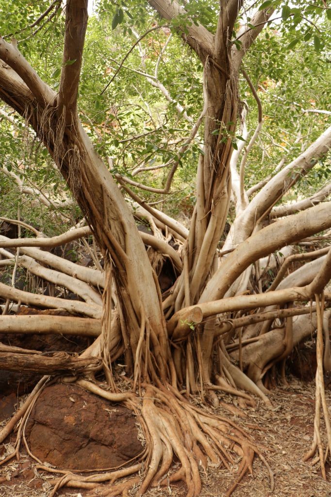 L'arbre au mille racines