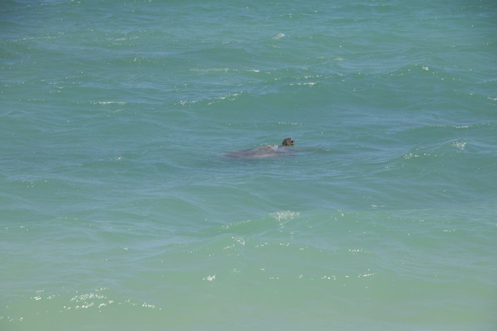 Une tortue !