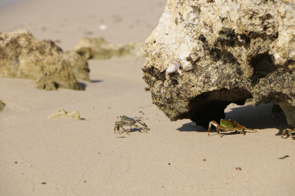 Bataille de crabes !
