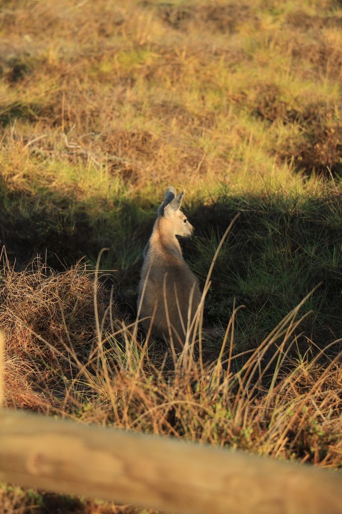 Wallaby du matin !
