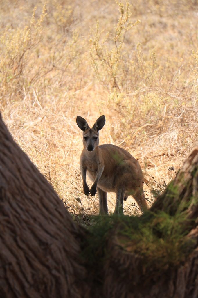 Repas au milieu des wallaby