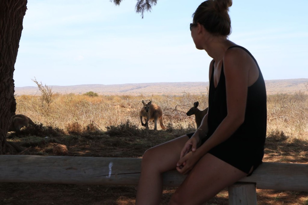 Repas au milieu des wallaby