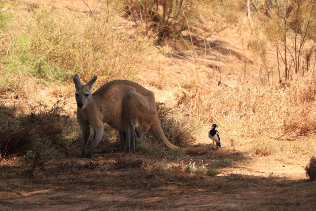 Repas au milieu des wallaby