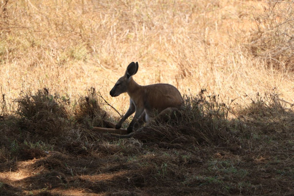 Repas au milieu des wallaby