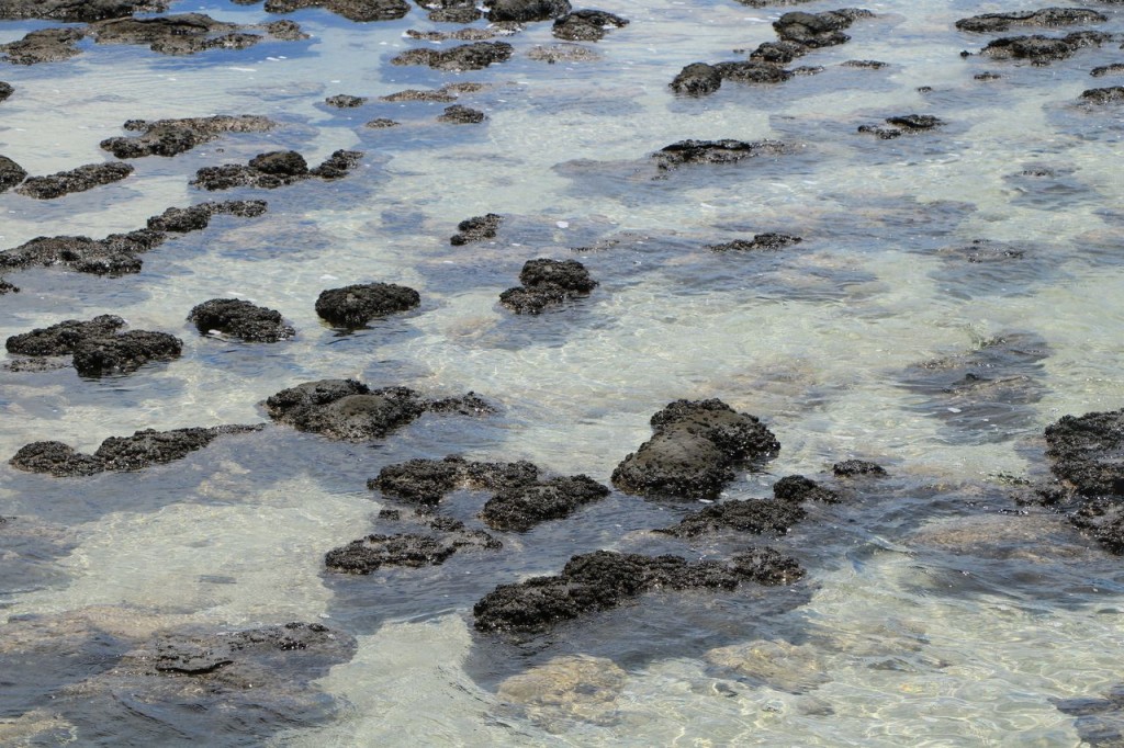Hamelin Pool