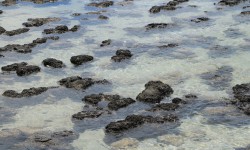 Hamelin Pool