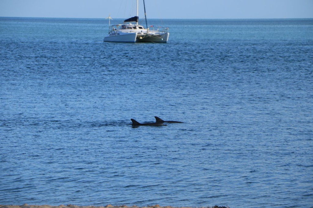 Dauphins
