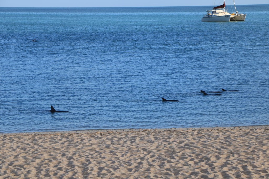 Dauphins