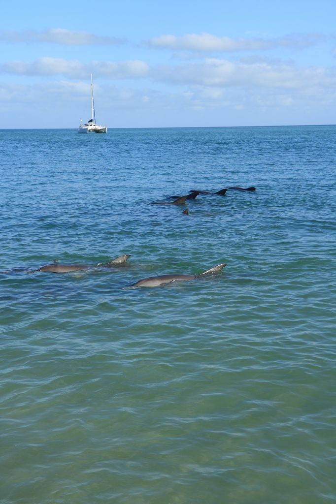 Dauphins