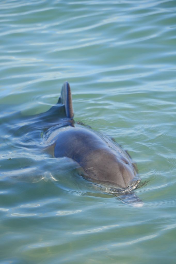 Dauphins