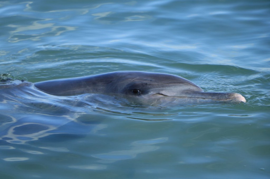 Dauphins